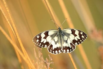 en route vers le label eglise verte c6hM